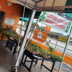 This Weekend Selection At Jason's Local Garden Located In New River Grove In Davie. 