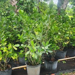 Beautiful Clusias Plants For Inmediate Privacy!!! 3-4 Feet Tall 