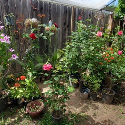 Roses, Plants And More