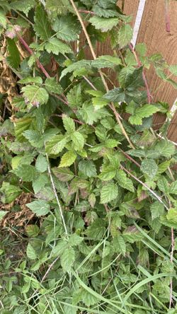 Black Raspberry Cuttings - FREE