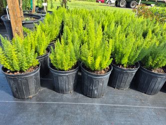 FOXTAIL FERN 3GALLONS