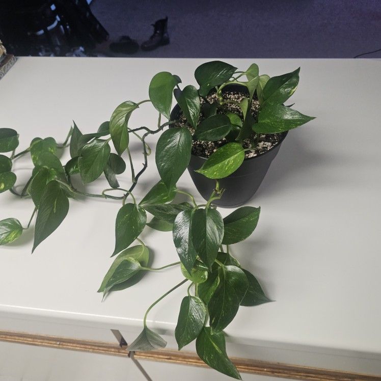 18"+ Large Jade Pothos Plant In Pot