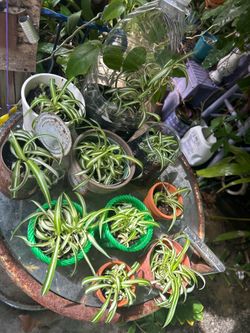 Plantas