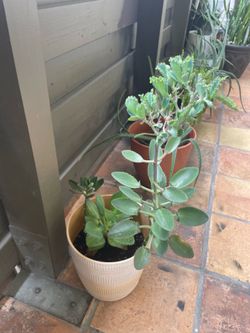 Succulent plant