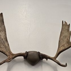 Moose Antlers 4ft Wide HUGE Taxidermy Mount 