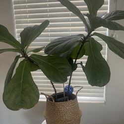 Fig Leaf Plant