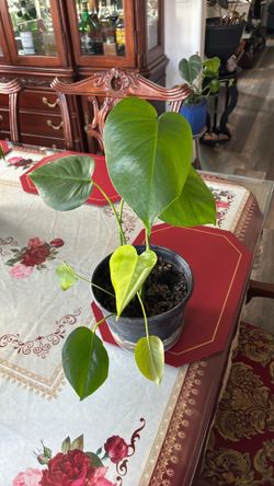 Monsera