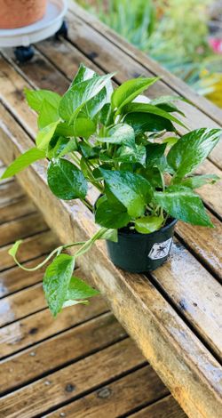 Live Indoor Pothos Jade (Epipremnum Aureum) plant in a plastic nursery planter pot—firm price