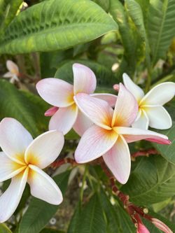Plumeria Clipings