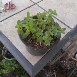 Oregano $5