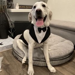 PET TUXEDO-Large dog 