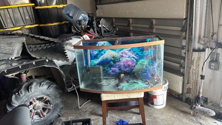 Bowfront Fish Tank