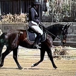 Dressage Saddle - Just In Time For Christmas