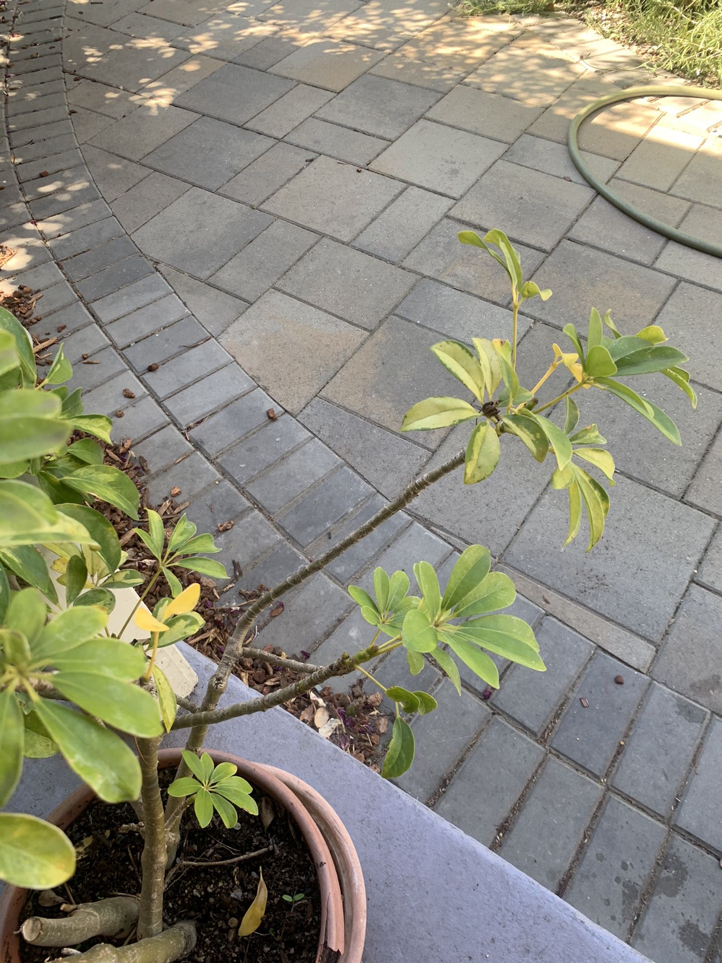 Plant For SALE