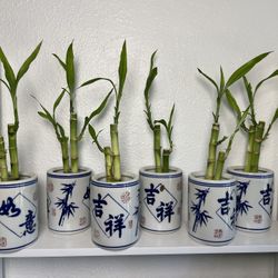 Lucky Bamboo Plants ($5 each )