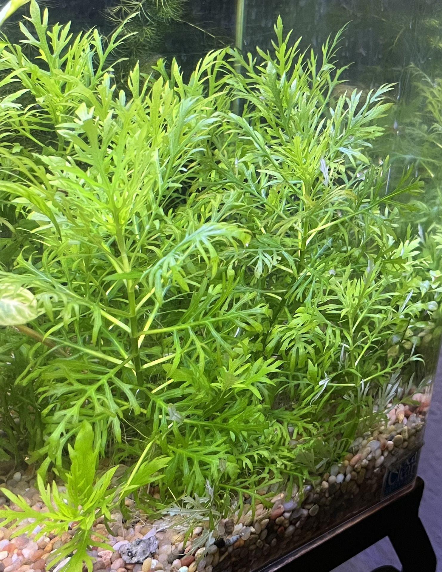 Water Sprite Living Aquarium Fish Tank Plants