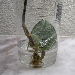 Hoya verticillata splash