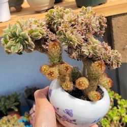 Crested Aeonium Sunburst & Mammalaria Cactus In 4" Ceramic Pot