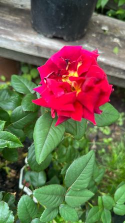 Hybrid Tea Roses 16$