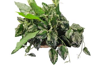 Marble Queen Pothos (Epipremnum aureum)