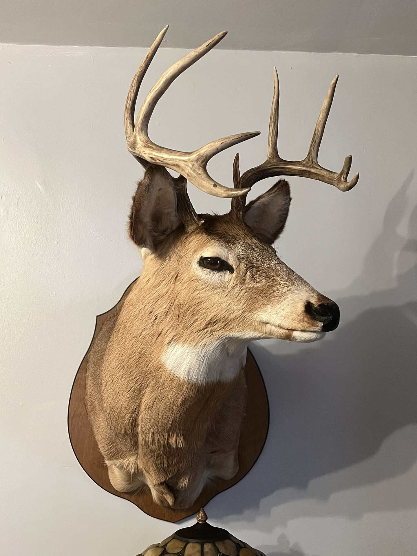10 point Buck Mount Taxidermy Deer Head