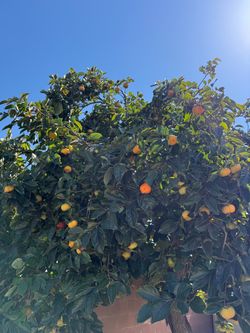 Persimmons
