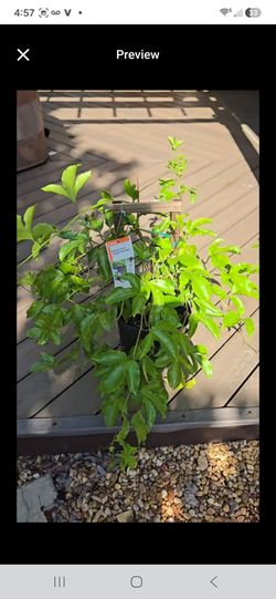 Purple Passion  Fruit Plant Vine