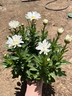 Daisy Plant Large Pot 
