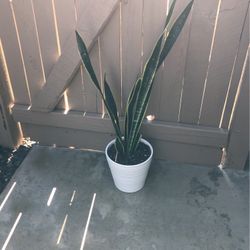 Black Gold Snake Plant 