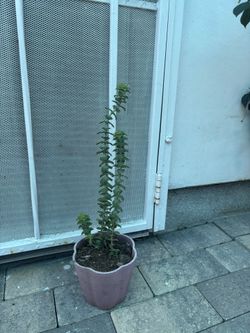 Succulent