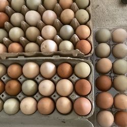 True Non Pasteurized Organic Eggs