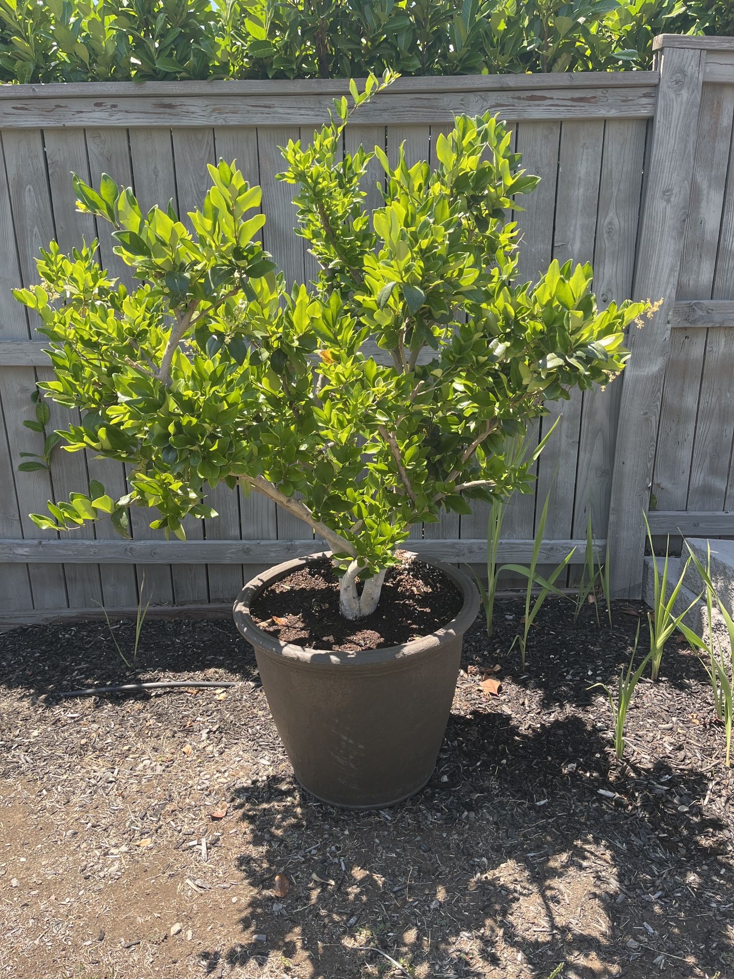 Large Green Plant in Pot