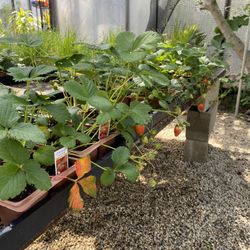 Non GMO STRAWBERRY plant, Planta De Fresa 