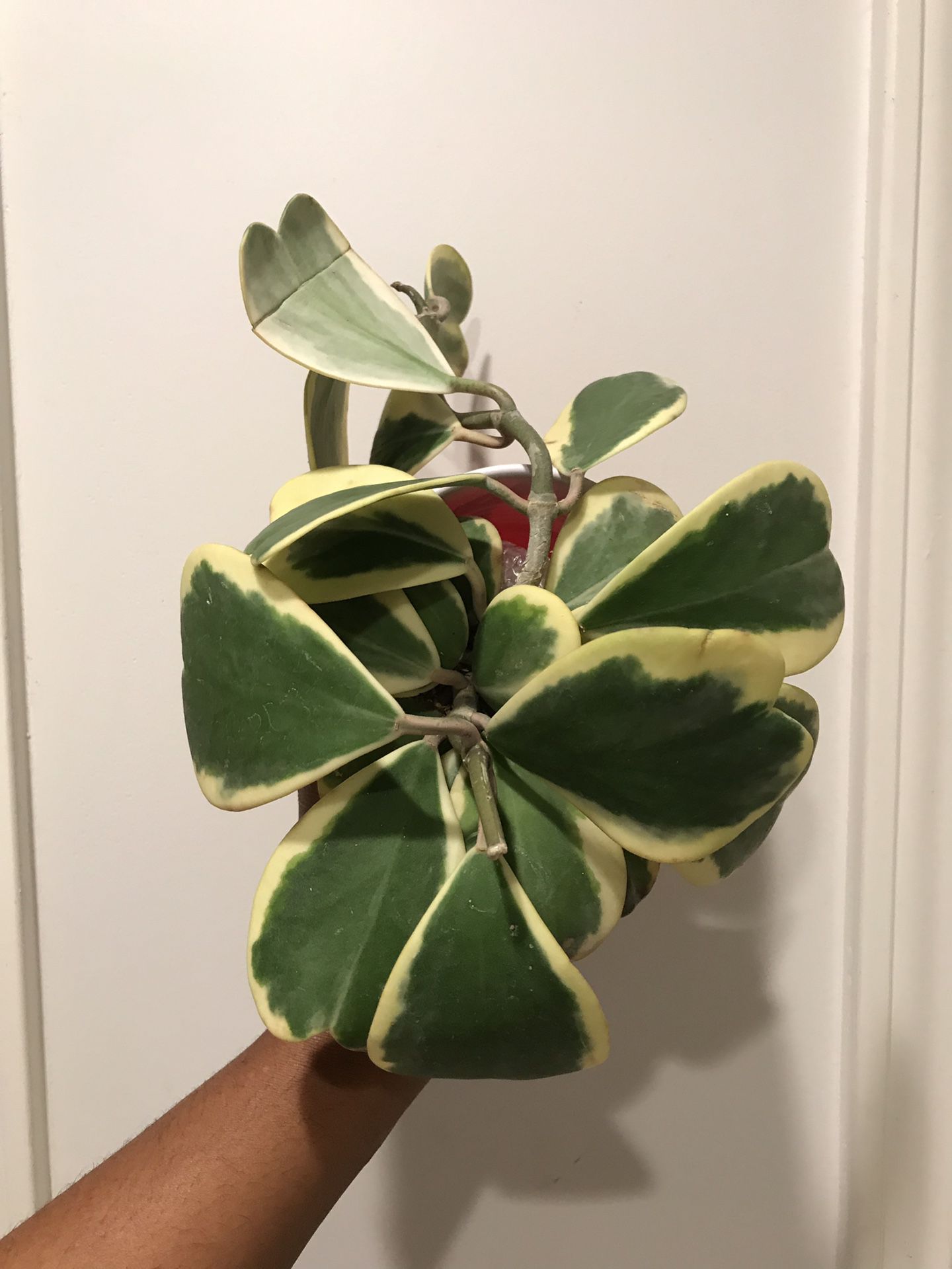 RSVP for A. Chase... Rare Variegated Hoya Kerrii Houseplant
