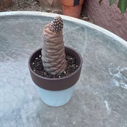 Pinecone Cactus