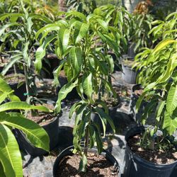 Carrie Mango (Grafted)