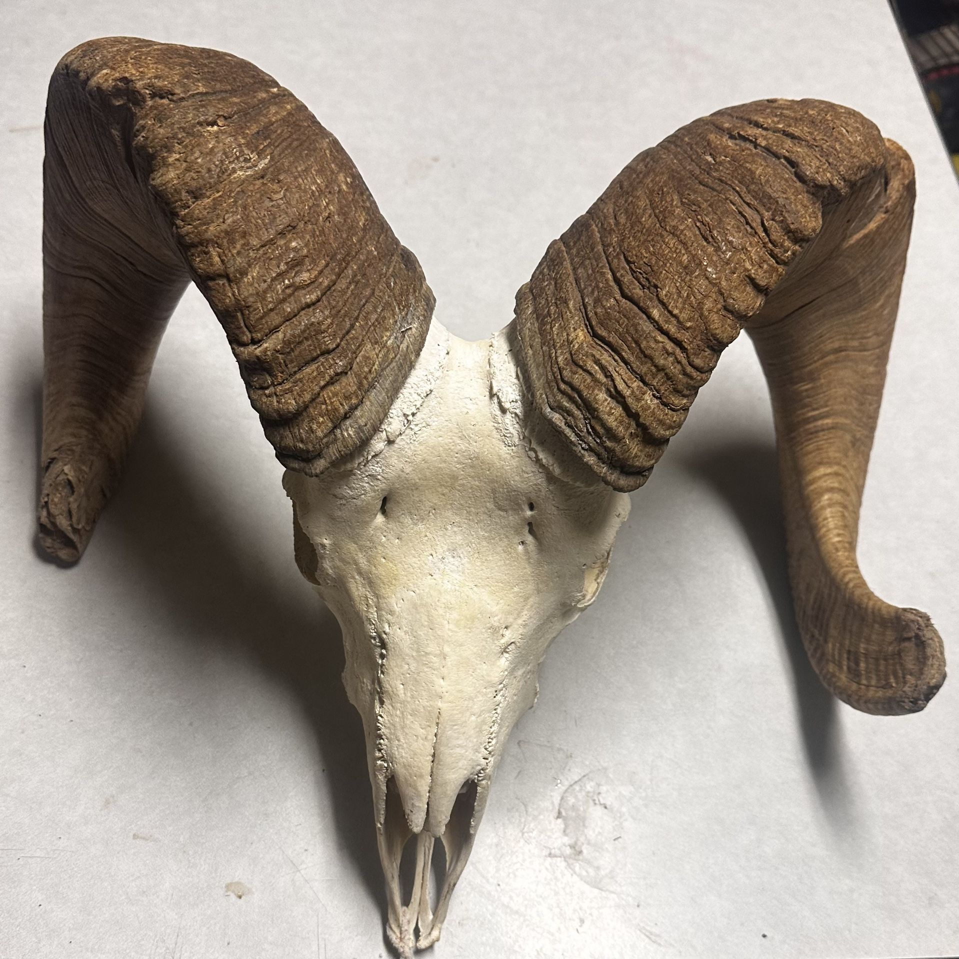 Bighorn Sheep