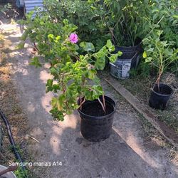 Violet Flowers Plant