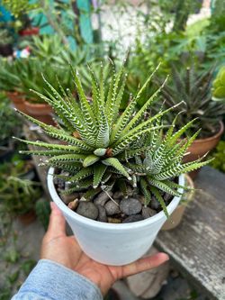 Succulents zebras $10 each