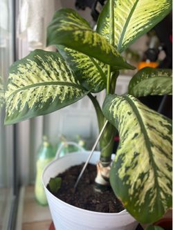 Home plant