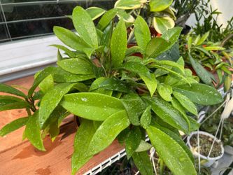 $25 Extra Full Hoya pubicalyx – Wax Plant – 6” Pot 🌸✨