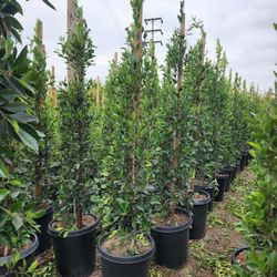 Ficus Nitida