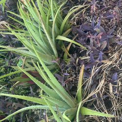 Aloe Plants