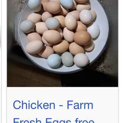 Organic Chicken Eggs 🥚 By The Dozen