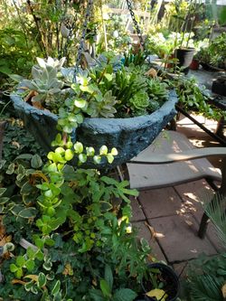 Hangings pot soculentas