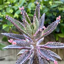 Pink Butterfly - Mother of Millions Succulent Plant Cutting 