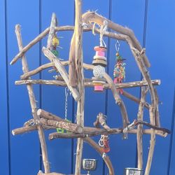 African Grey  Amazon parrot Perch Tree - Custom Made , Hard Durable Ribbon Wood! Loved By Birdees …