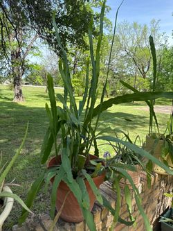 Free plants/cuttings
