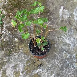 Geranium Ivy Plant