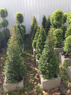 Cone topiary in 3 gls pot